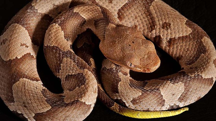 	Pit viper