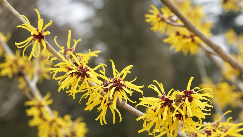 witch hazel flowers