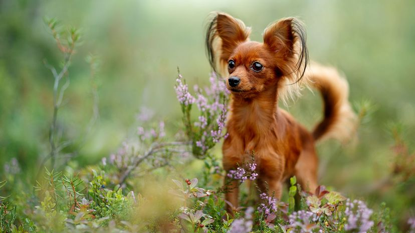 smallest dogs	