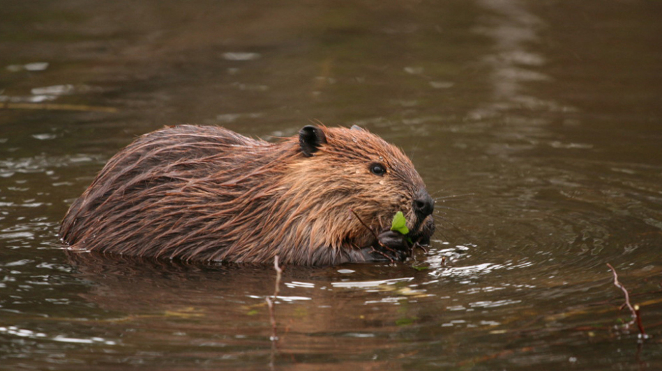 Imported Beavers Gnaw Away At Argentina's Forests