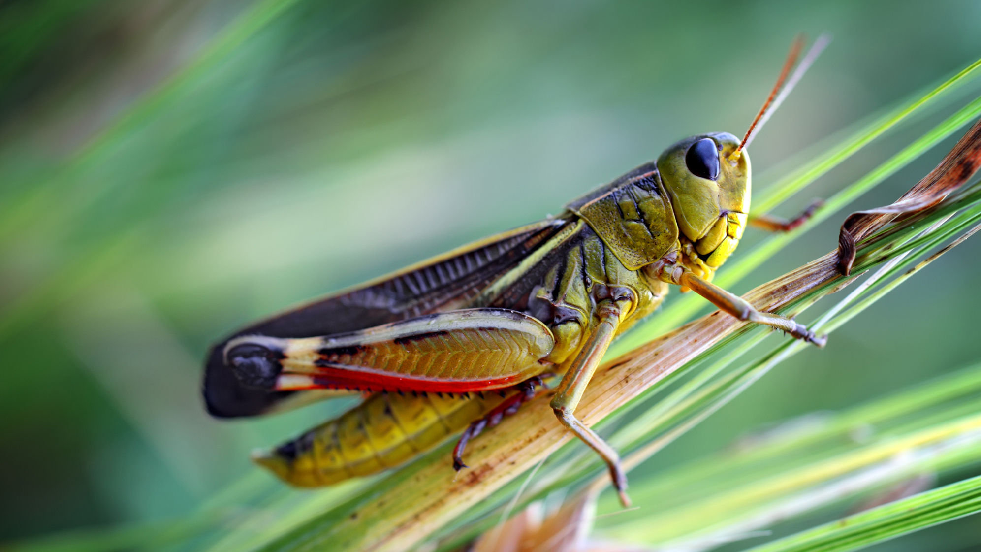 Why Taller Grass Can Be Bad News For Grasshoppers