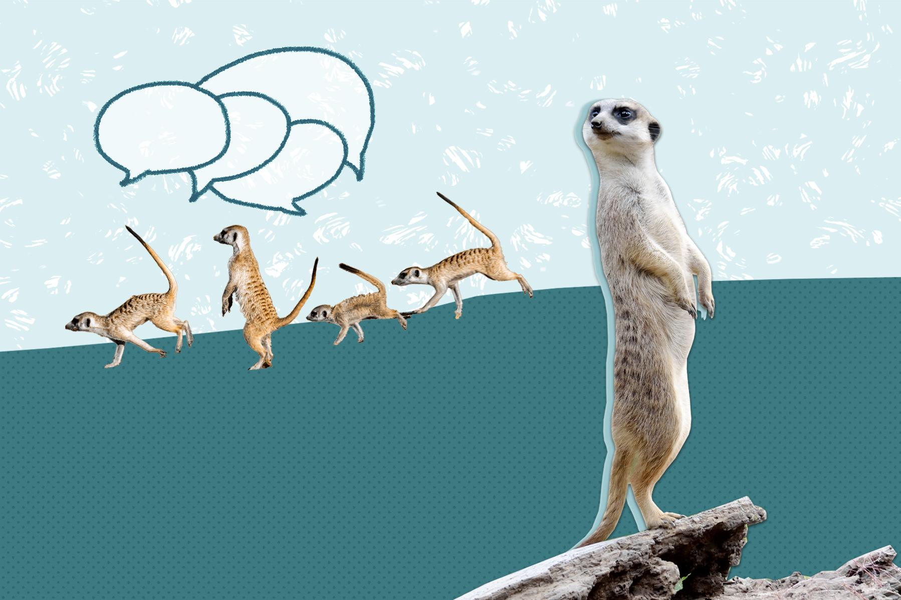 Collage of a meerkat looking over its shoulder at other meerkats hanging out.