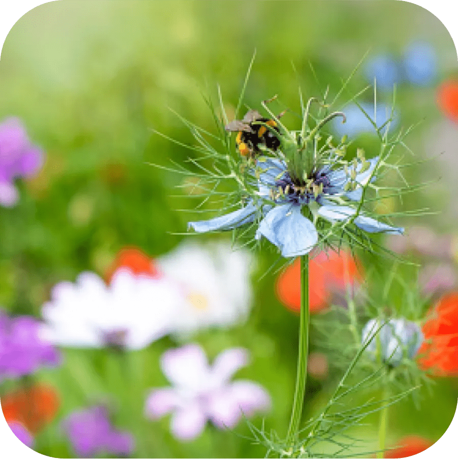 Pollinator garden image