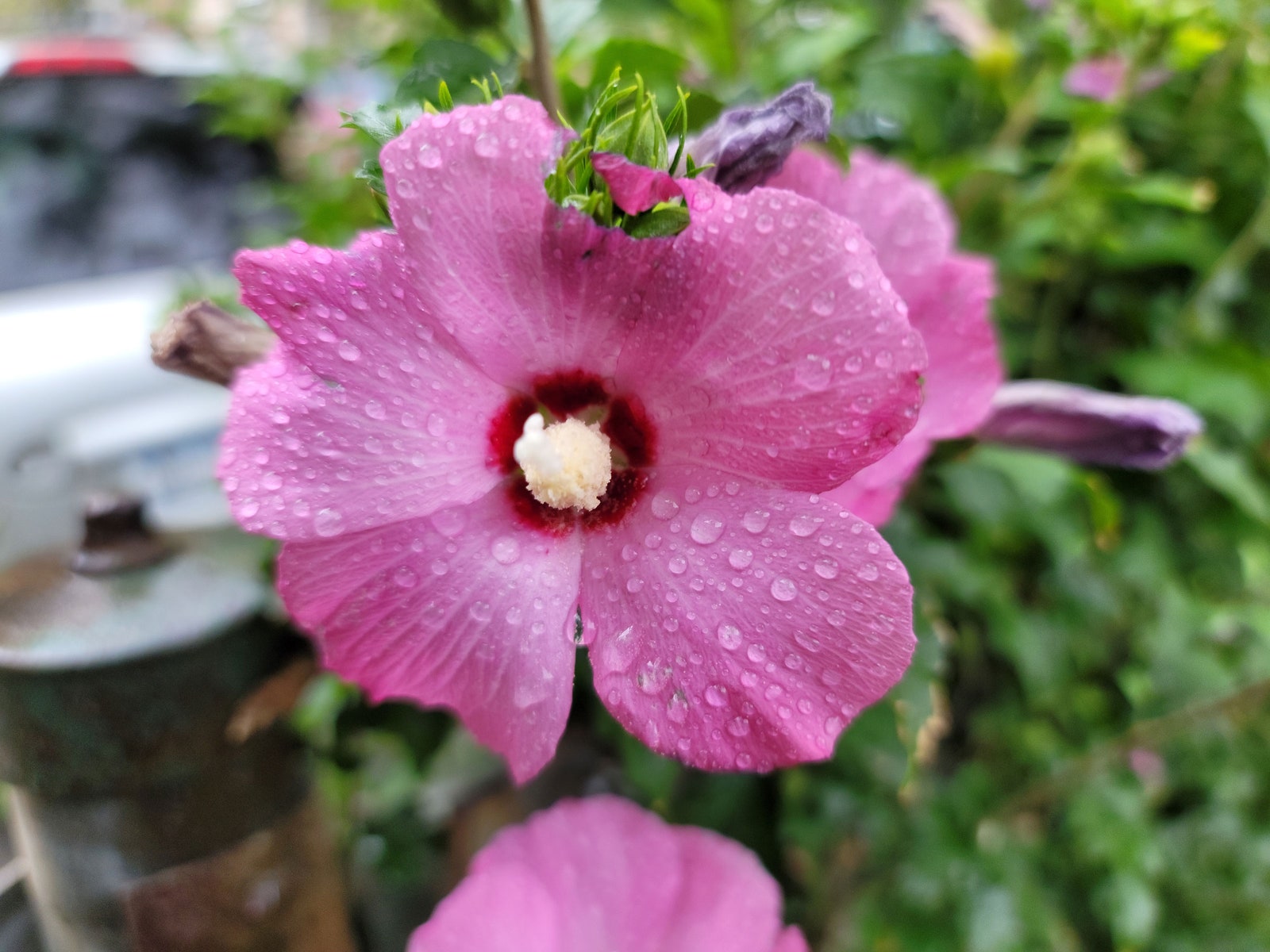 Image may contain Flower Plant Geranium Blossom and Hibiscus