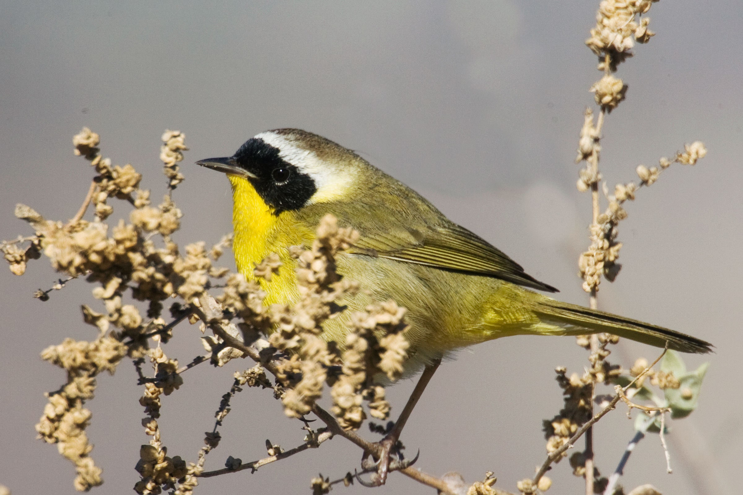 Common Yellowthroat