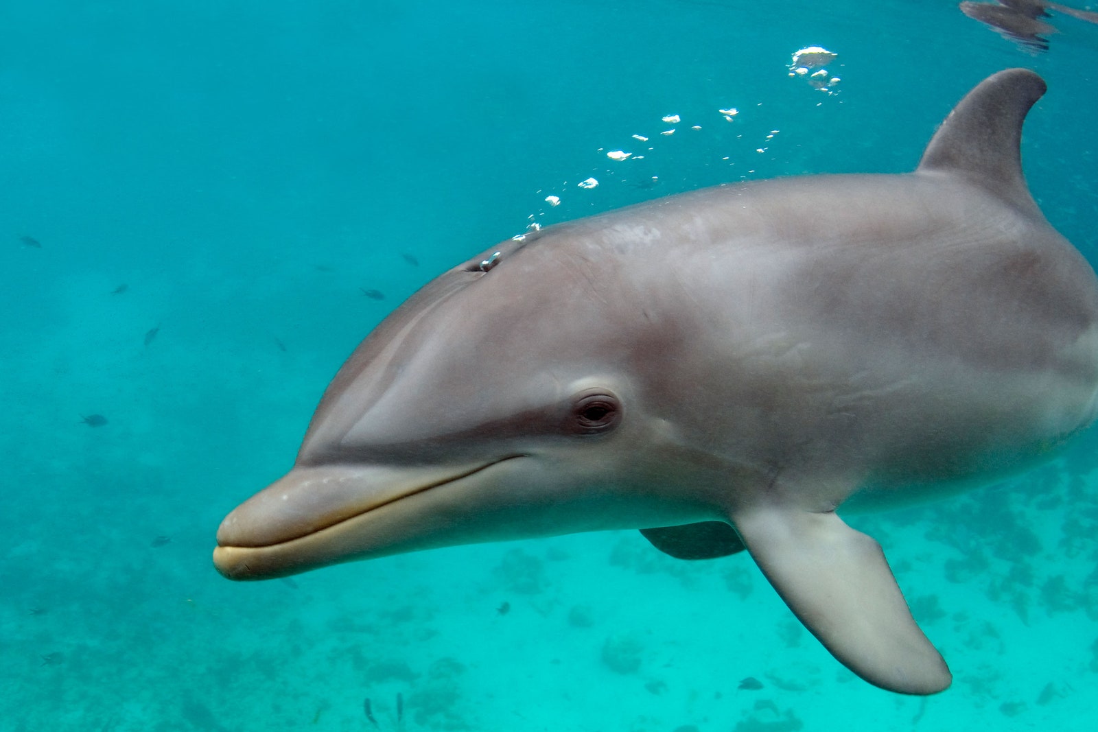 Dolphins Are Exhaling Microplastics