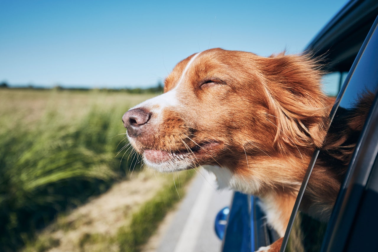 Model Y Is Getting a Mutt Makeover, Joining the List of Cars Designed for&-and by&-Dogs