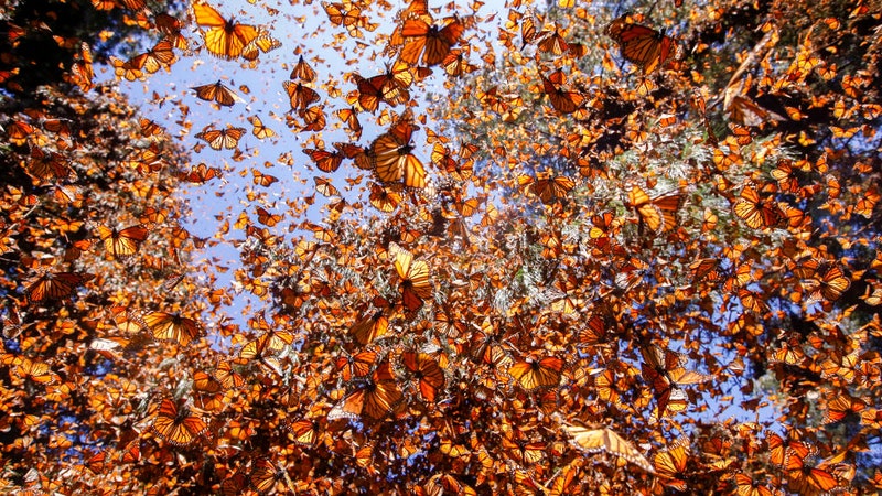 Climate Change Is Destroying Monarch Butterflies’ Winter Habitat