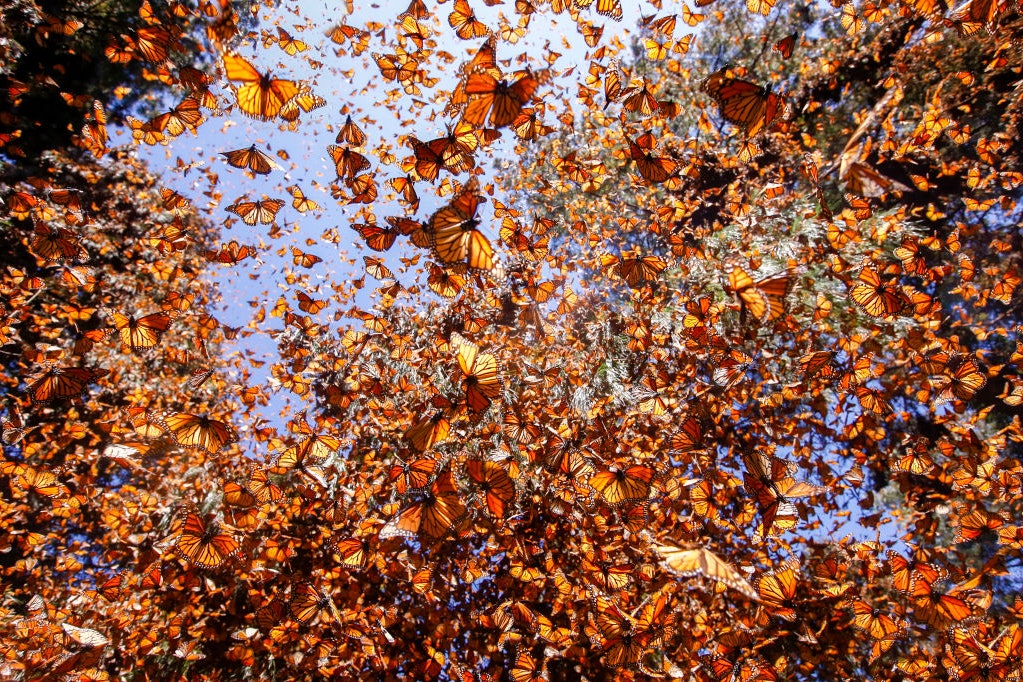 Climate Change Is Destroying Monarch Butterflies’ Winter Habitat