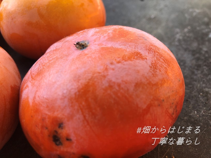 persimmon