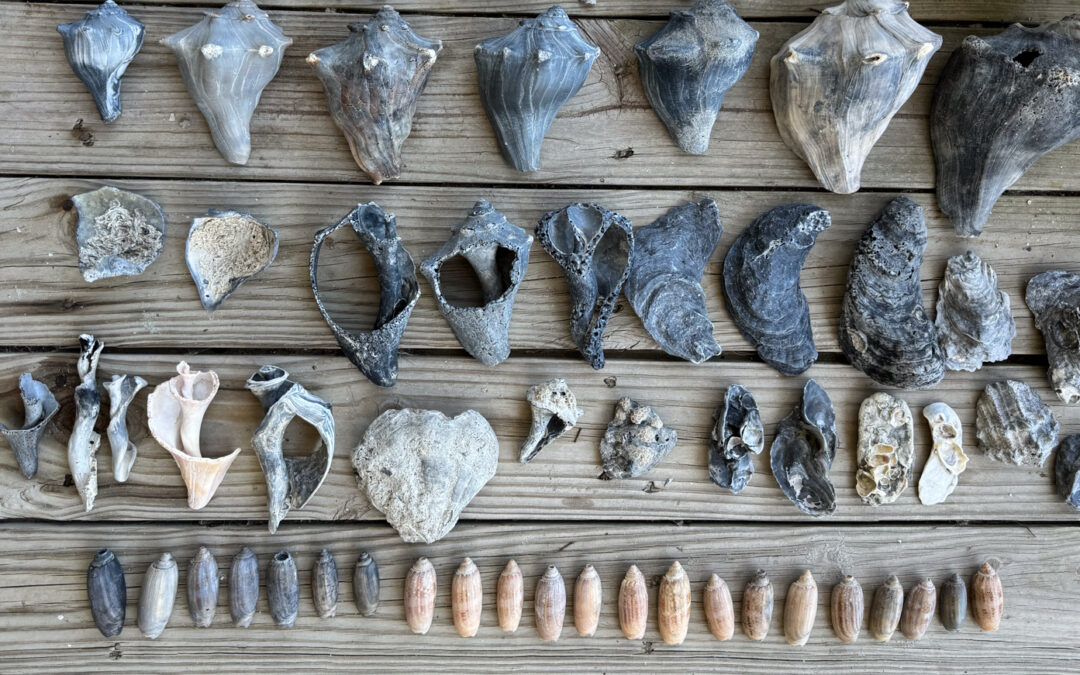 Isle of Palms & Wild Dunes Shelling Guide