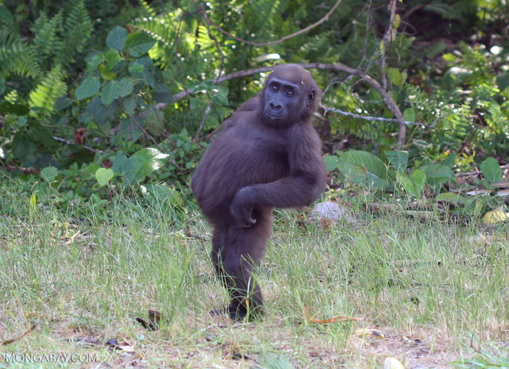 A young western lowland gorilla (Gorilla gorilla gorilla) strikes a sassy pose. Image by Rhett A. Butler / Mongabay.