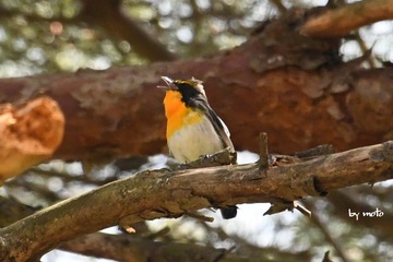 20240426キビタキ（黄鶲：スズメ目ヒタキ科キビタキ属）DSC_0238.JPG