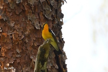 20240426キビタキ（黄鶲：スズメ目ヒタキ科キビタキ属）DSC_0374.JPG