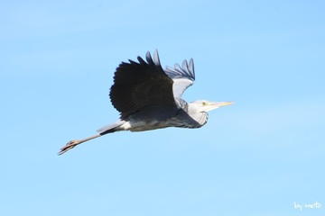 20241109アオサギ（青鷺 、蒼鷺：ペリカン目サギ科アオサギ属）DSC_0434.JPG