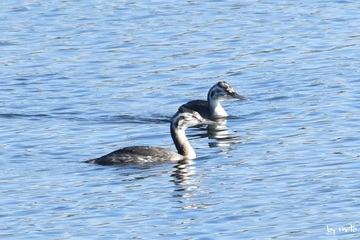 20241109カンムリカイツブリ（冠鳰：カイツブリ目カイツブリ科カンムリカイツブリ属）DSC_0346.JPG