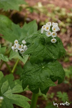 20220522サンカヨウ（山荷葉：メギ科サンカヨウ属）DSC_5825.JPG