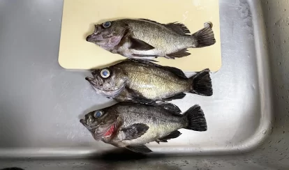 春の船メバルサビキ釣り～メバル五目サビキ仕掛けなら 良型の目張や真アジの数釣りが楽しめます♪