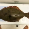 天然平目63cm 鳴門市 ウチノ海産