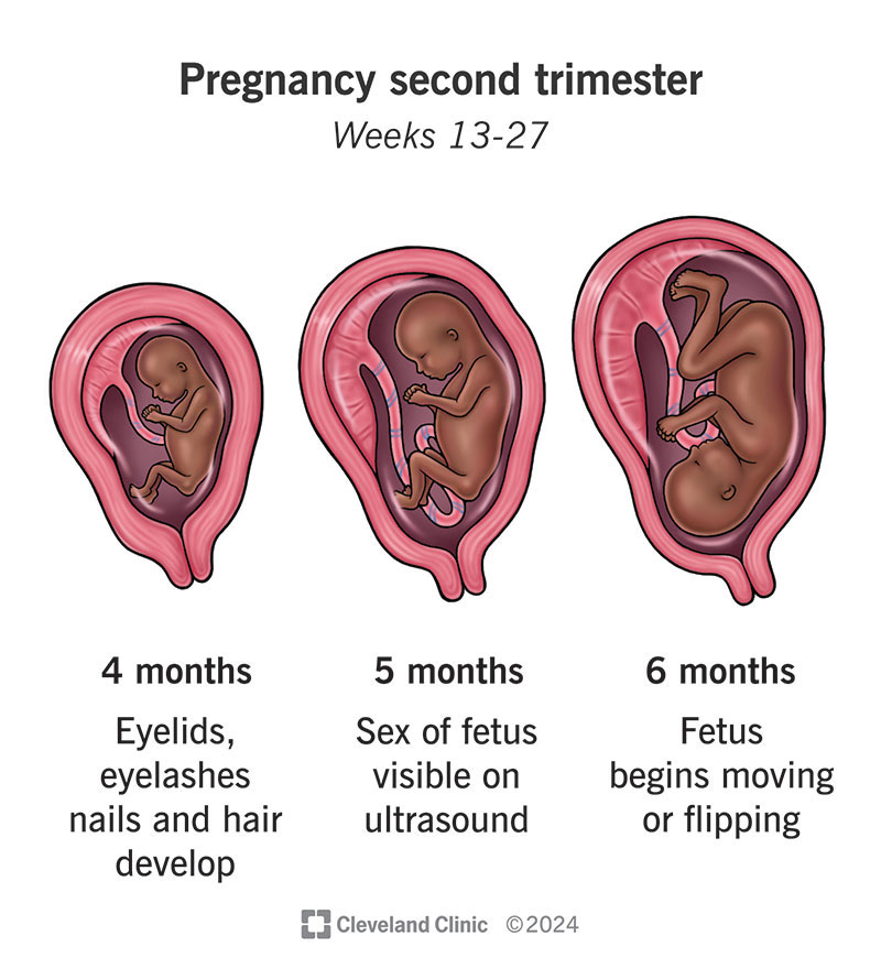 A fetus has eyelids, eyelashes and hair in the second trimester. You can feel its movements and see its sex on ultrasound.