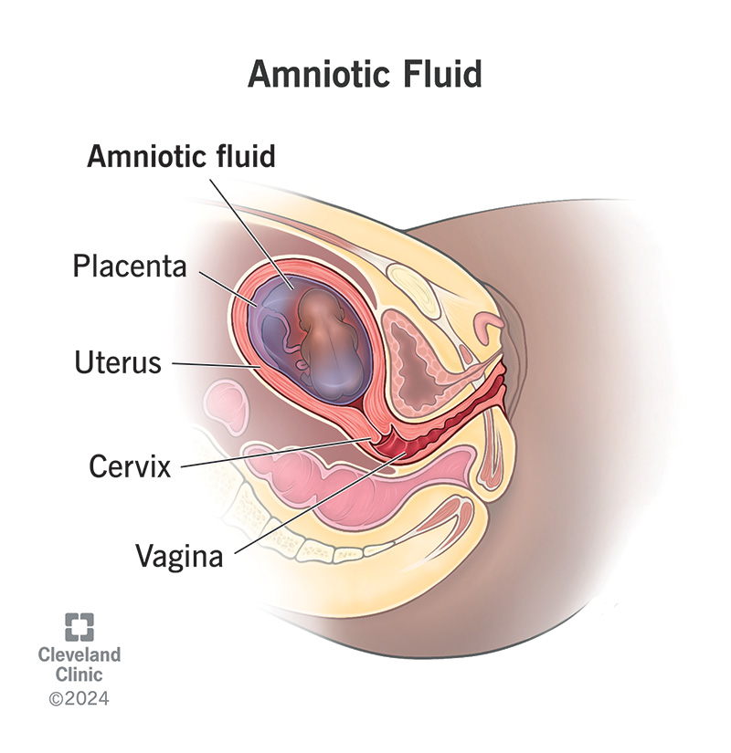 Amniotic fluid inside a uterus surrounding the fetus