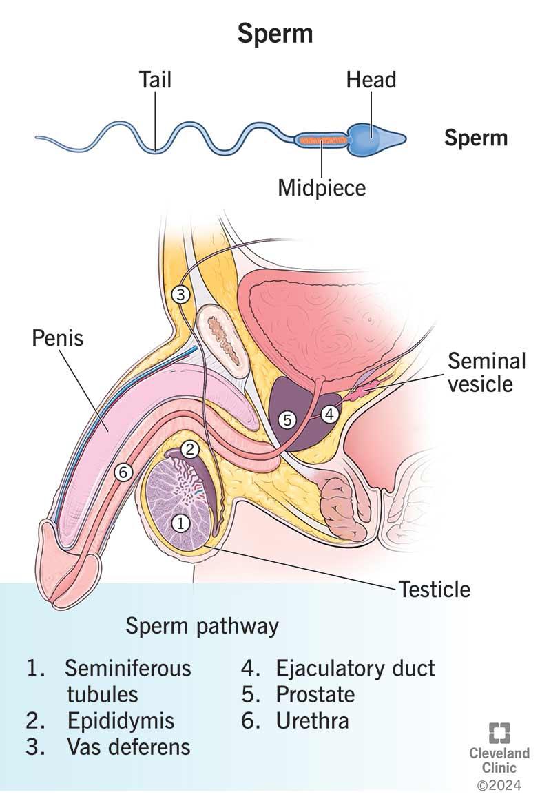 Sperm have a head, midpiece and tail. They go through the reproductive system and exit from the urethra during ejaculation