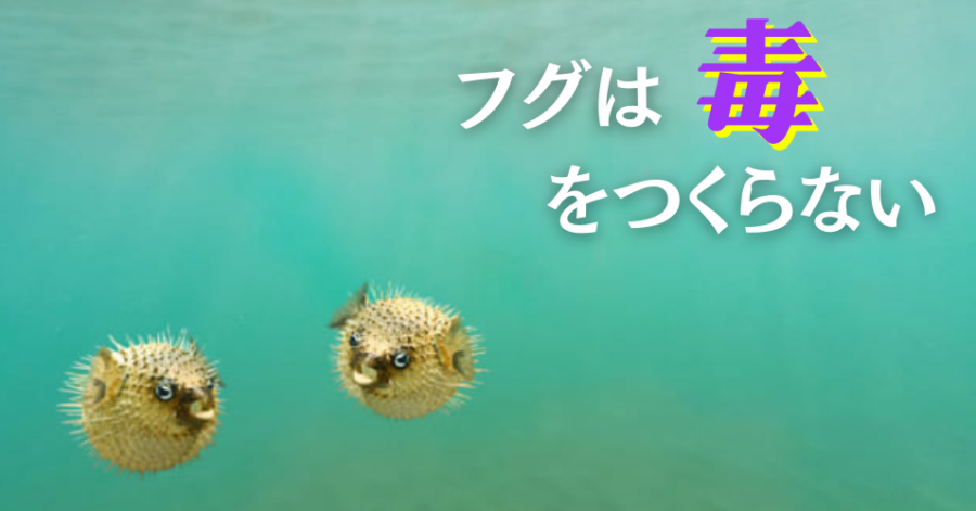 なぜ日本人は危険なフグを食べ続けるのか？ 「フグは毒をつくらない」って知ってた？