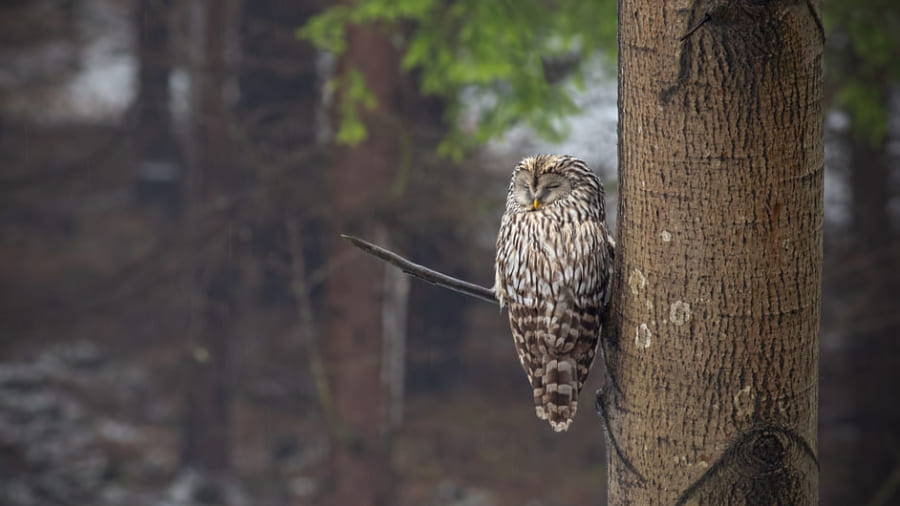 なぜ寝ている鳥は枝から落ちないのか？ 鳥類の足の爪に秘密があった