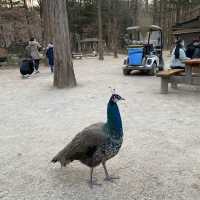 Nami Island, The Lovers Land