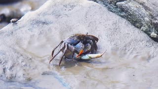 閲覧注意！　カニのハサミを食べるカニ