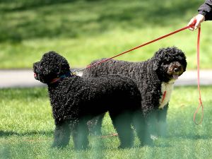Former President Barack Obama's dogs Sunny and Bo during the annual White House Easter Egg Roll.