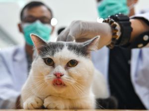 A vet gives a cat a rabies vaccine.