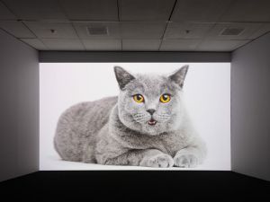 A large photograph of a gray cat covers most of a wall in a dimly lit room