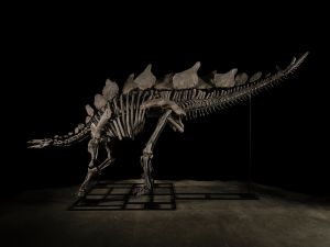 Large dinosaur skeleton pictured against black background