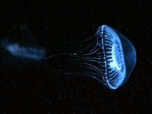 In nature, fluorescent proteins are used by jellyfish as a defense mechanism.