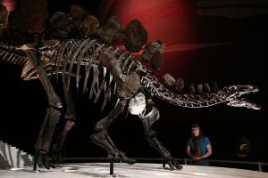 Complete Stegosaurus Fossil Unveiled At Natural History Museum