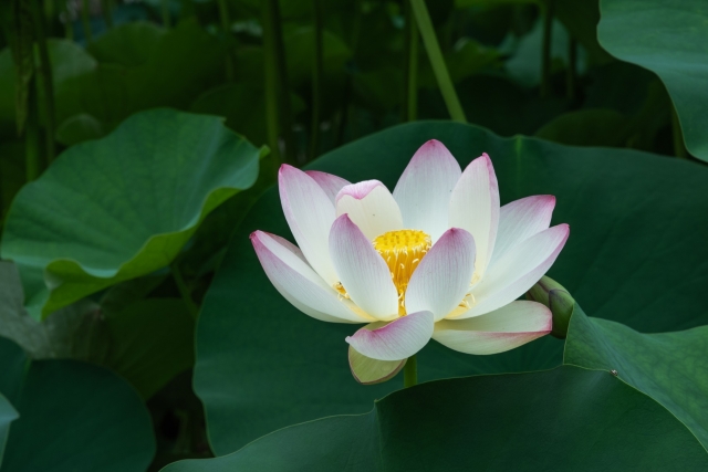 レンゲの花　散った１枚の花びらが・・・