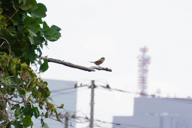 「高鳴き」するモズ2023年9月30日