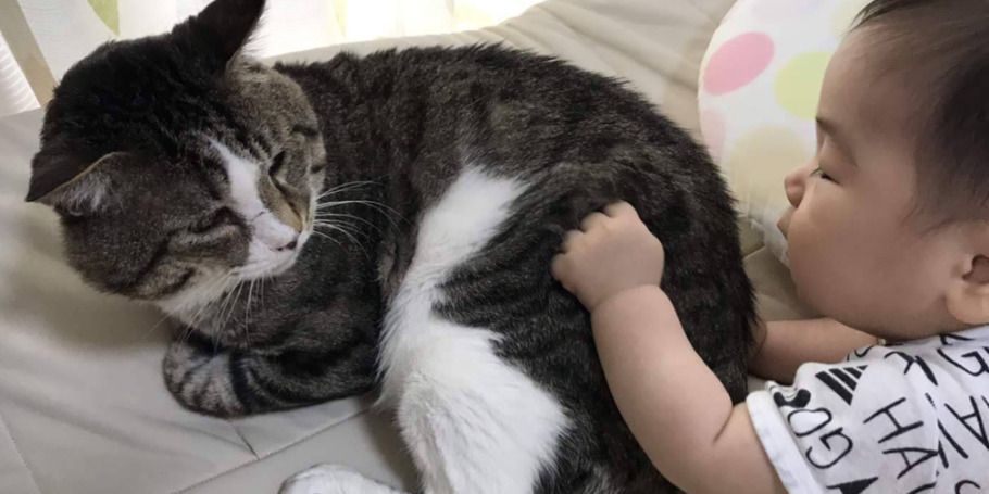 子供に引っ張られても怒らず穏やかなおじいちゃん猫になったラッキーくん（ケトラさん提供）