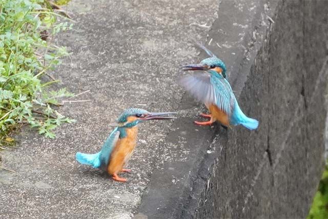 カワセミのカップル