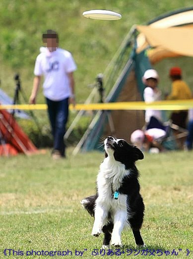 ＰＥＡＣＥ Ｓｐｏｒｔｓ Ｄｏｇ Games-9th ー②_e0050892_2240922.jpg