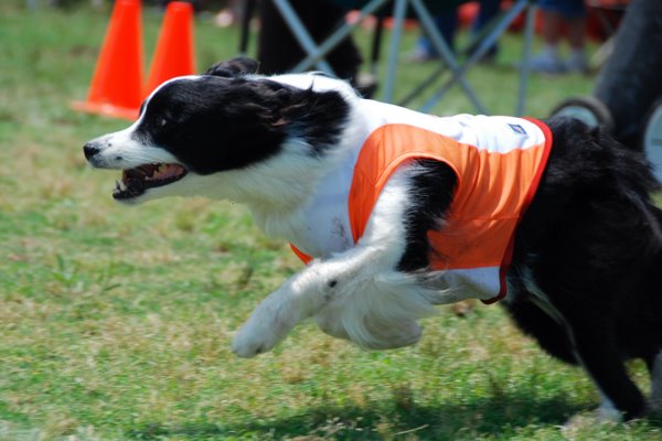 ＰＥＡＣＥ Ｓｐｏｒｔｓ Ｄｏｇ Games-9th ー②_e0050892_2275864.jpg