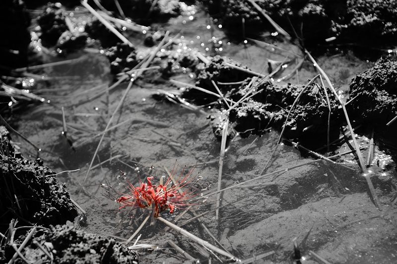 穴太寺周辺の曼珠沙華 其の三_f0032011_15543091.jpg