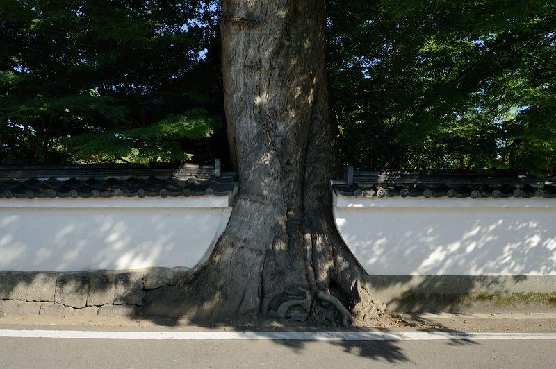 穴太寺周辺の曼珠沙華 其の三_f0032011_15543958.jpg