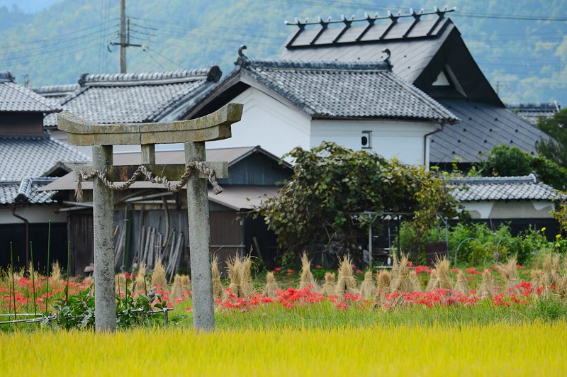 穴太寺周辺の曼珠沙華 其の三_f0032011_1691493.jpg