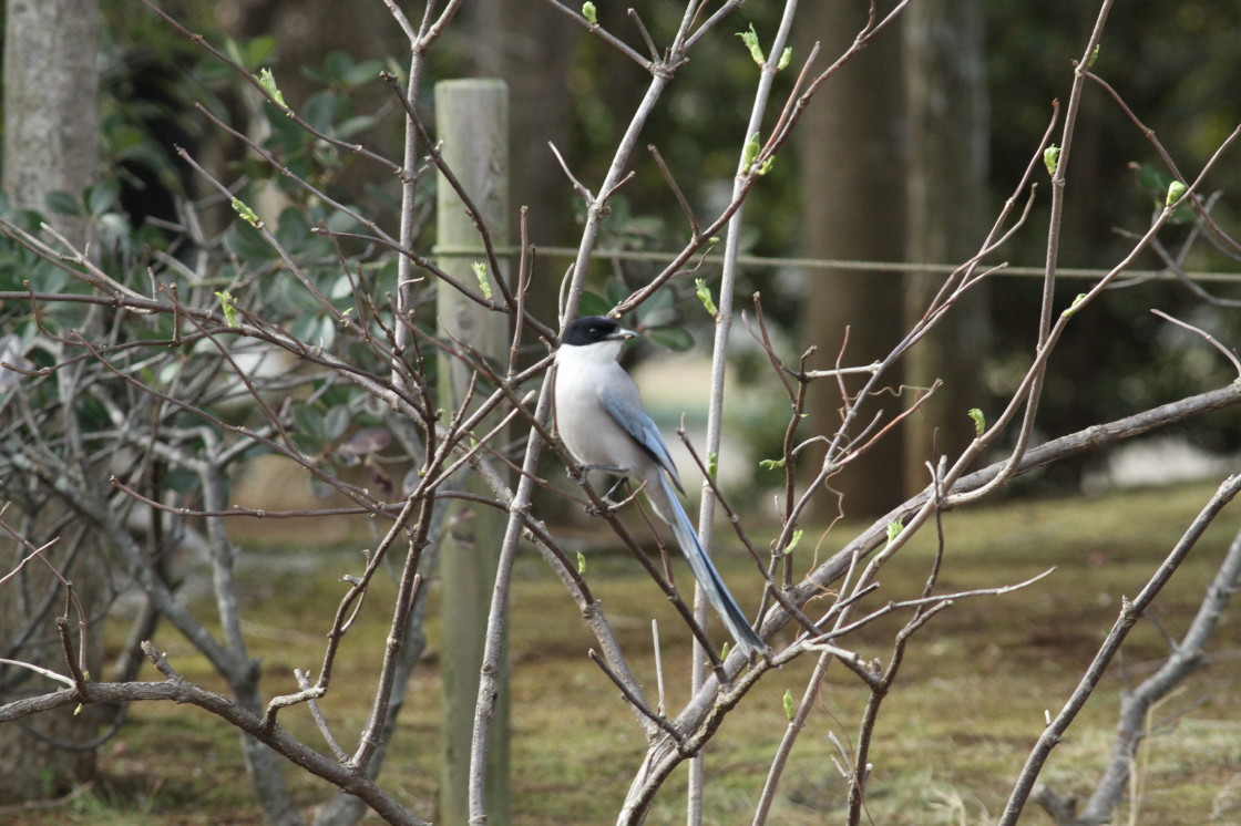 綺麗なオナガ_f0185958_2291182.jpg