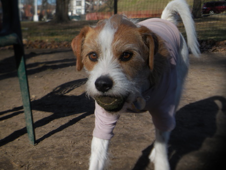 子犬よりもももさん_c0253487_05313425.jpg