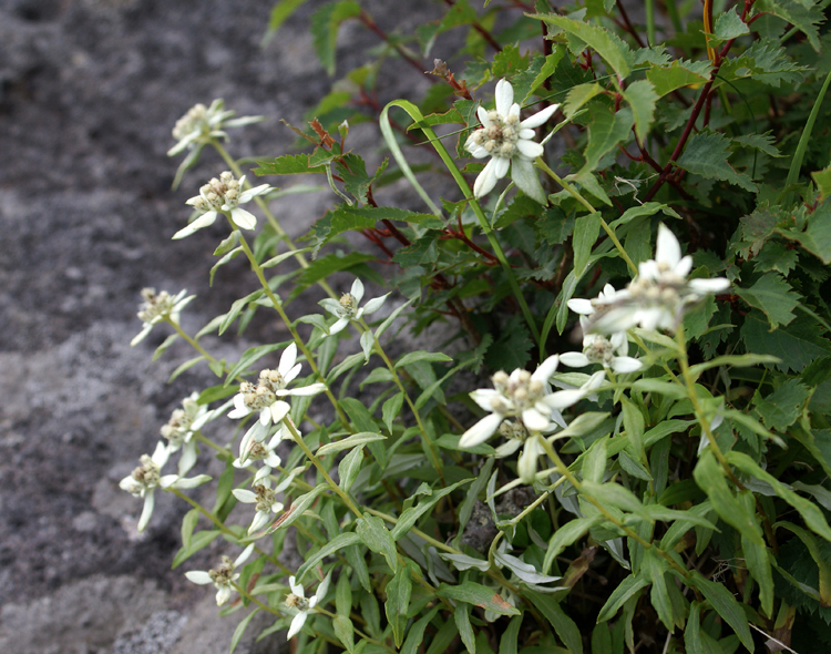 2008年夏八ヶ岳の花_f0214649_03540222.jpg