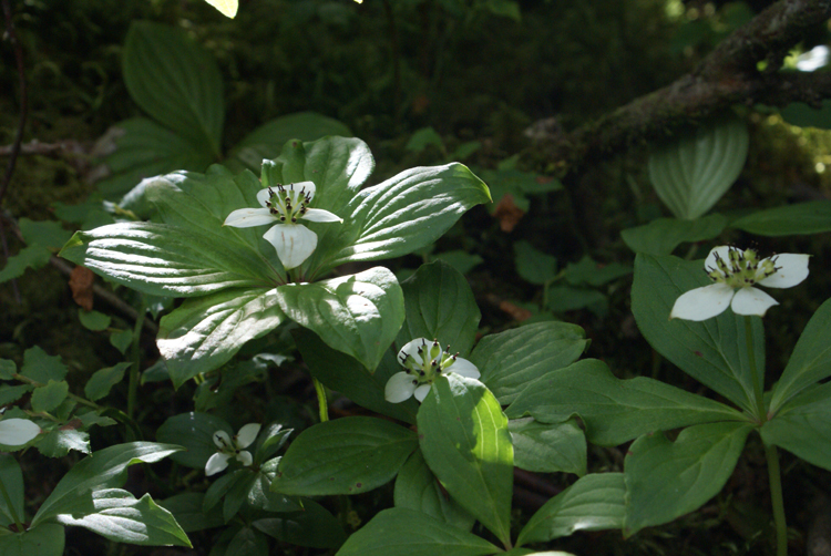 2008年夏八ヶ岳の花_f0214649_03550541.jpg