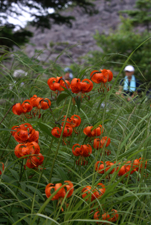 2008年夏八ヶ岳の花_f0214649_03554416.jpg